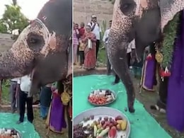Watch: This Video Of Elephant Enjoying A Fruit Thali On Its Birthday Is Winning Hearts Watch: This Video Of Elephant Enjoying A Fruit Thali On Its Birthday Is Winning Hearts