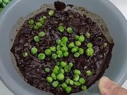Vlogger Tries Bizarre Combo Of Green Peas And Chocolate, Internet Reacts