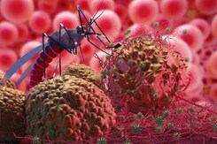 Chandipura Virus Case: जानलेवा वायरस का 'कहर'!, केंद्र ने राजस्थान को किया अलर्ट