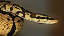 Python Meat Used As Alternate Animal Protein Source In Thailand