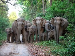 फैक्ट्री, स्कूल और फसलों पर हाथियों का कब्जा, झारखंड में गजराज की तबाही से सहमी जनता