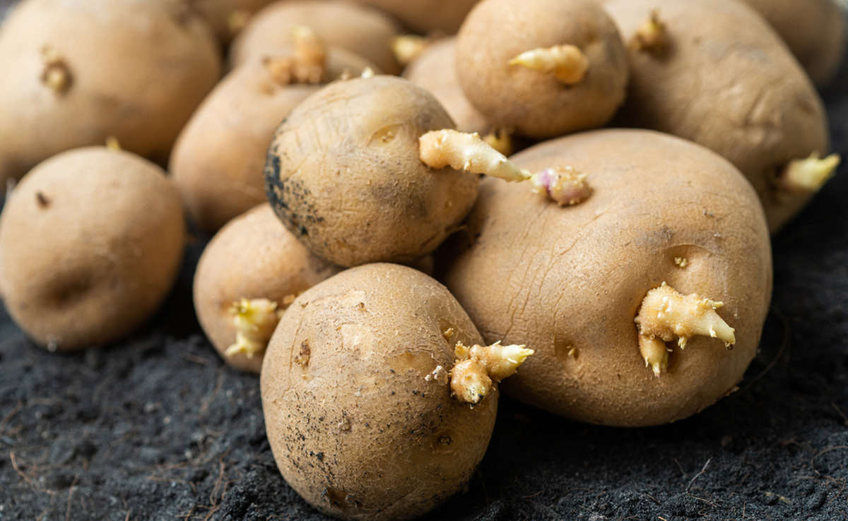 What Happens When You Eat Sprouted Potatoes? Safety Concerns To Know