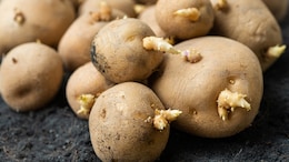 What Happens When You Eat Sprouted Potatoes? Safety Concerns To Know About