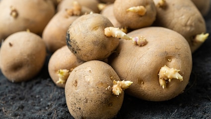 What Happens When You Eat Sprouted Potatoes? Safety Concerns To Know