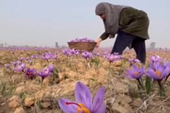 Union Budget 2024: Pulwama के Kesar किसानों की सरकार से क्या है उम्मीदें ? Union Budget 2024: Pulwama के Kesar किसानों की सरकार से क्या है उम्मीदें ?