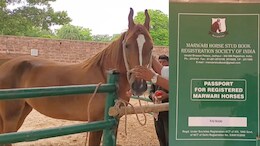 इंसान ही नहीं... घोड़ों के भी बन रहे पासपोर्ट, DNA रिपोर्ट से लेकर 4 पीढ़ियों तक का होता है जिक्र