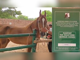 इंसान ही नहीं... घोड़ों के भी बन रहे पासपोर्ट, DNA रिपोर्ट से लेकर 4 पीढ़ियों तक का होता है जिक्र