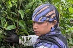 Adani Group Indore में वितरित करेगा 11 लाख Plants, देशभर में 10 करोड़ Trees लगाने का है लक्ष्य Adani Group Indore में वितरित करेगा 11 लाख Plants, देशभर में 10 करोड़ Trees लगाने का है लक्ष्य