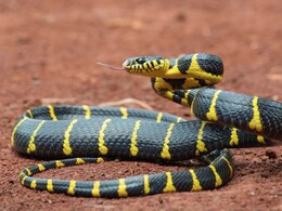 Venomous Snake Bites: जहरीले सांप के काटने पर दिखाई देते हैं ये लक्षण, जानिए पीड़ित को कैसे देना चाहिए फर्स्ट एड