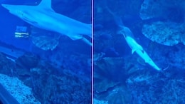 Video Captures Rare Birth Of Baby Shark Inside Dubai Mall Aquarium: ''Magical"