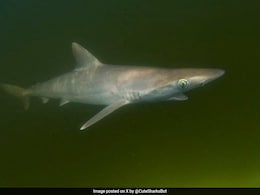 ब्राजील में शार्क के अंदर पाया गया कोकेन, इस ड्रग्स से बदल सकता है उनका व्यवहार, वैज्ञानिकों का चौंकाने वाला खुलासा