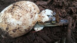 60 Rare Siamese Crocodiles Hatch In Cambodia In A Conservation Win
