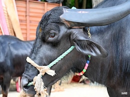 How A Buffalo Solved A Problem That A Village Panchayat Couldn't In UP How A Buffalo Solved A Problem That A Village Panchayat Couldn't In UP