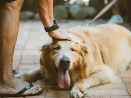 आपके पालतू जानवर को एक्टिव और हैप्‍पी रखेंगे ये टूल्‍स, आज ही बना लें इन्‍हें अपना