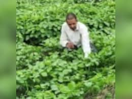 विधानसभा निवडणुकीपूर्वी कापूस, सोयाबीन उत्पादक शेतकऱ्यांसाठी सरकारची मोठी घोषणा विधानसभा निवडणुकीपूर्वी कापूस, सोयाबीन उत्पादक शेतकऱ्यांसाठी सरकारची मोठी घोषणा