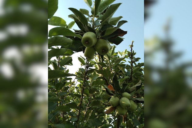 ग्रीन एप्पल की खेती का रास्ता हुआ साफ.