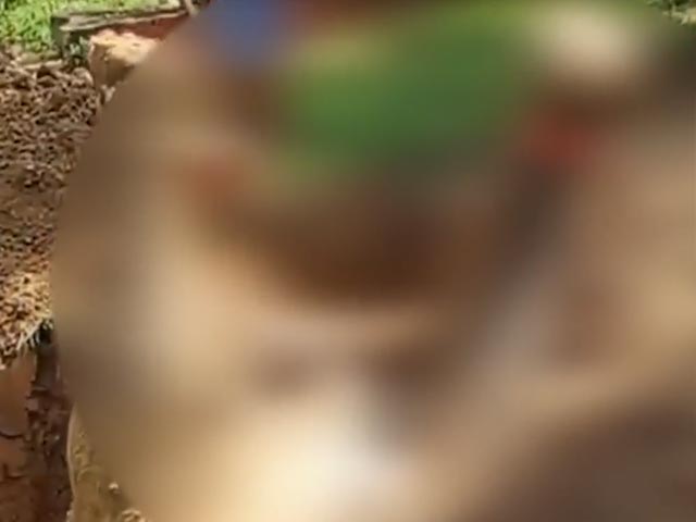 Assam: 2 Senior Officials Arrested Over ' Secret Burial' Of Elephant