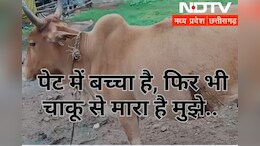 &nbsp;छत्तीसगढ़: यहां कुत्ते को फांसी देने के बाद अब गाभिन गाय के पेट में मारी गई चाकू, इनके उड़े होश