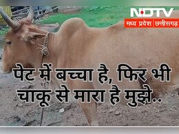  छत्तीसगढ़: यहां कुत्ते को फांसी देने के बाद अब गाभिन गाय के पेट में मारी गई चाकू, इनके उड़े होश