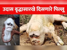 बकरीचे पिल्लू पाहून सर्वच जण हादरले, चंद्रपूरात काय घडलं? बकरीचे पिल्लू पाहून सर्वच जण हादरले, चंद्रपूरात काय घडलं?