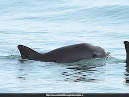 Vaquita On The Brink: Population Plummets In Mexico's Gulf Vaquita On The Brink: Population Plummets In Mexico's Gulf