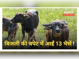 Morena में आफत बनकर आई बारिश, बिजली गिरने से तालाब में नहा रहीं 13 भैंसों की हुई मौत