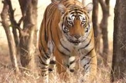 रणथंभौर को कहा जाता है बाघों की नर्सरी, देखिए क्या है खास रणथंभौर को कहा जाता है बाघों की नर्सरी, देखिए क्या है खास