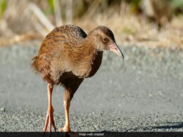 US Reality Show Contestant Kills, Eats Protected Bird in New Zealand US Reality Show Contestant Kills, Eats Protected Bird in New Zealand