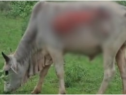 दर्दनाक! जयपुर में दर्जनों गायों पर फेंका गया तेजाब, तड़पकर इधर-उधर भागने लगी गायें