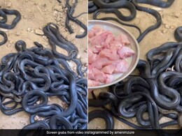 कुंडली मारकर बैठा था सांपों का झुंड, सामने जैसे ही रखे मांस के टुकड़े, सबने ऐसे किया अटैक, देखकर खड़े हो जाएंगे रोंगटे कुंडली मारकर बैठा था सांपों का झुंड, सामने जैसे ही रखे मांस के टुकड़े, सबने ऐसे किया अटैक, देखकर खड़े हो जाएंगे रोंगटे