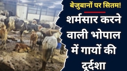 Bhopal Gaushala: भोपाल की गौशाला की तस्वीर सामने आने पर मचा बवाल, कांग्रेस ने भाजपा सरकार की खोली पोल