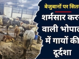 Bhopal Gaushala: भोपाल की गौशाला की तस्वीर सामने आने पर मचा बवाल, कांग्रेस ने भाजपा सरकार की खोली पोल Bhopal Gaushala: भोपाल की गौशाला की तस्वीर सामने आने पर मचा बवाल, कांग्रेस ने भाजपा सरकार की खोली पोल