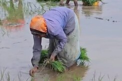 क्यों घट रही है दलहन की खेती? धान में बढ़ी किसानों की रूची