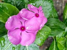 Diabetes: डायबिटीज पेशेंट के लिए रामबाण है ये फूल, खाते ही शुगर से मिलेगी कमाल की राहत