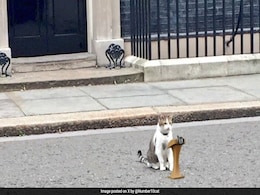 "Swear Words Aimed At Tories": Larry The Cat Speaks Out On UK Poll Results "Swear Words Aimed At Tories": Larry The Cat Speaks Out On UK Poll Results
