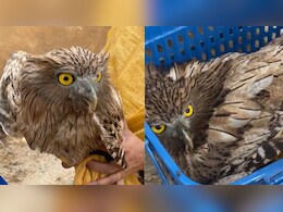 Rajasthan News: उदयपुर में अंधविश्वास के नाम पर उल्लू की बलि, एनिमल प्रोटेक्शन संस्था ने कराया रेस्क्यू Rajasthan News: उदयपुर में अंधविश्वास के नाम पर उल्लू की बलि, एनिमल प्रोटेक्शन संस्था ने कराया रेस्क्यू