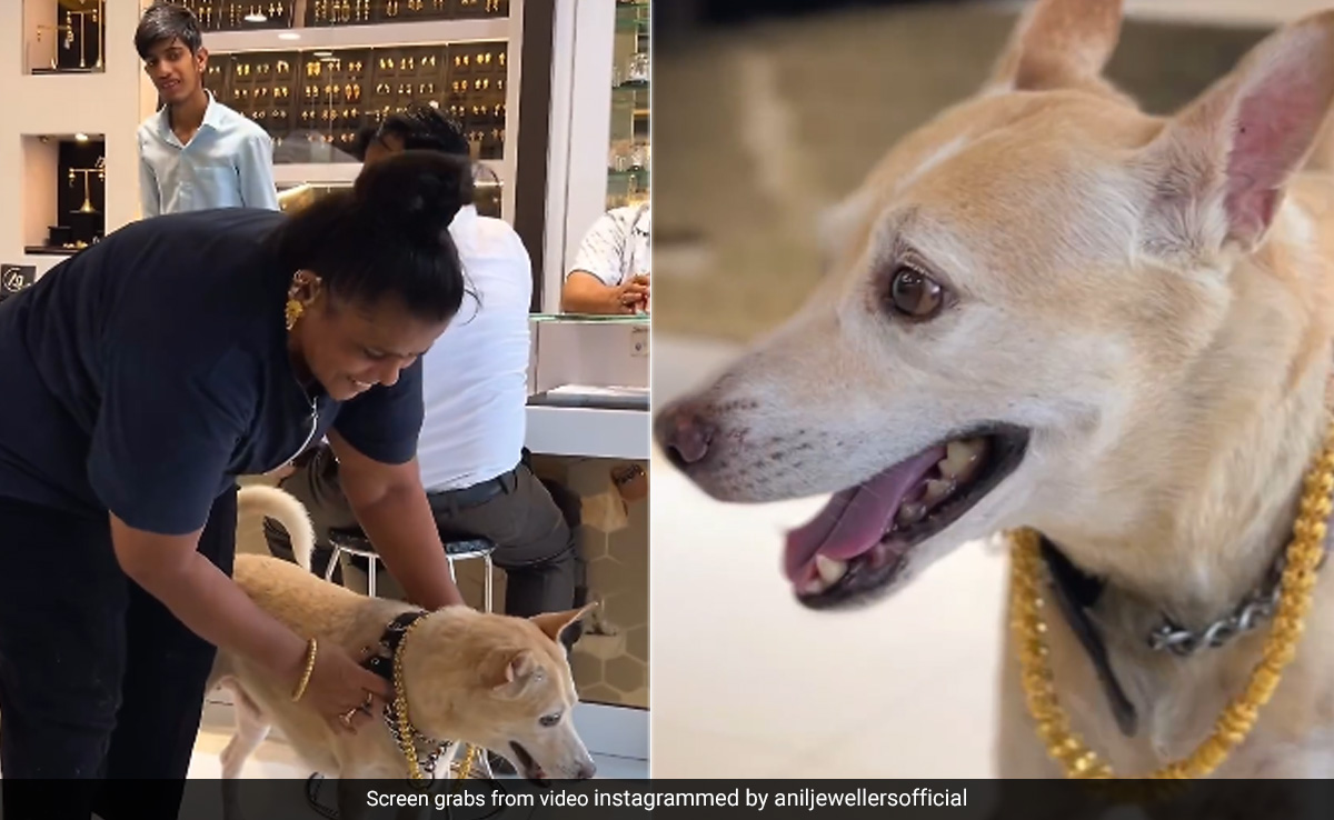 Watch: Mumbai Woman Buys ₹2.5 Lakh Gold Chain For Pet Dog, Internet Calls It ''Wholesome''