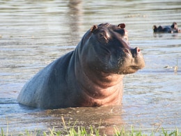 ब्रिटेन के वैज्ञानिकों का चौंकाने वाला खुलासा, हवा में उड़ सकते हैं 2,000 किलोग्राम के ये भारी भरकम जानवर ब्रिटेन के वैज्ञानिकों का चौंकाने वाला खुलासा, हवा में उड़ सकते हैं 2,000 किलोग्राम के ये भारी भरकम जानवर