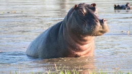 This 2,000 Kg Animal Can "Fly", Claims New Study By UK Scientists
