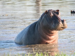 This 2,000 Kg Animal Can "Fly", Claims New Study By UK Scientists This 2,000 Kg Animal Can "Fly", Claims New Study By UK Scientists