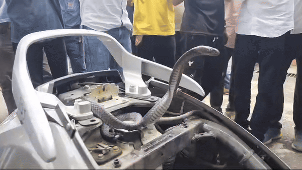 Snake in Scooty: स्कूटी की सीट के नीचे जा घुसा कोबरा सांप, सीट उठाते ही फन निकाले डंसने को था तैयार