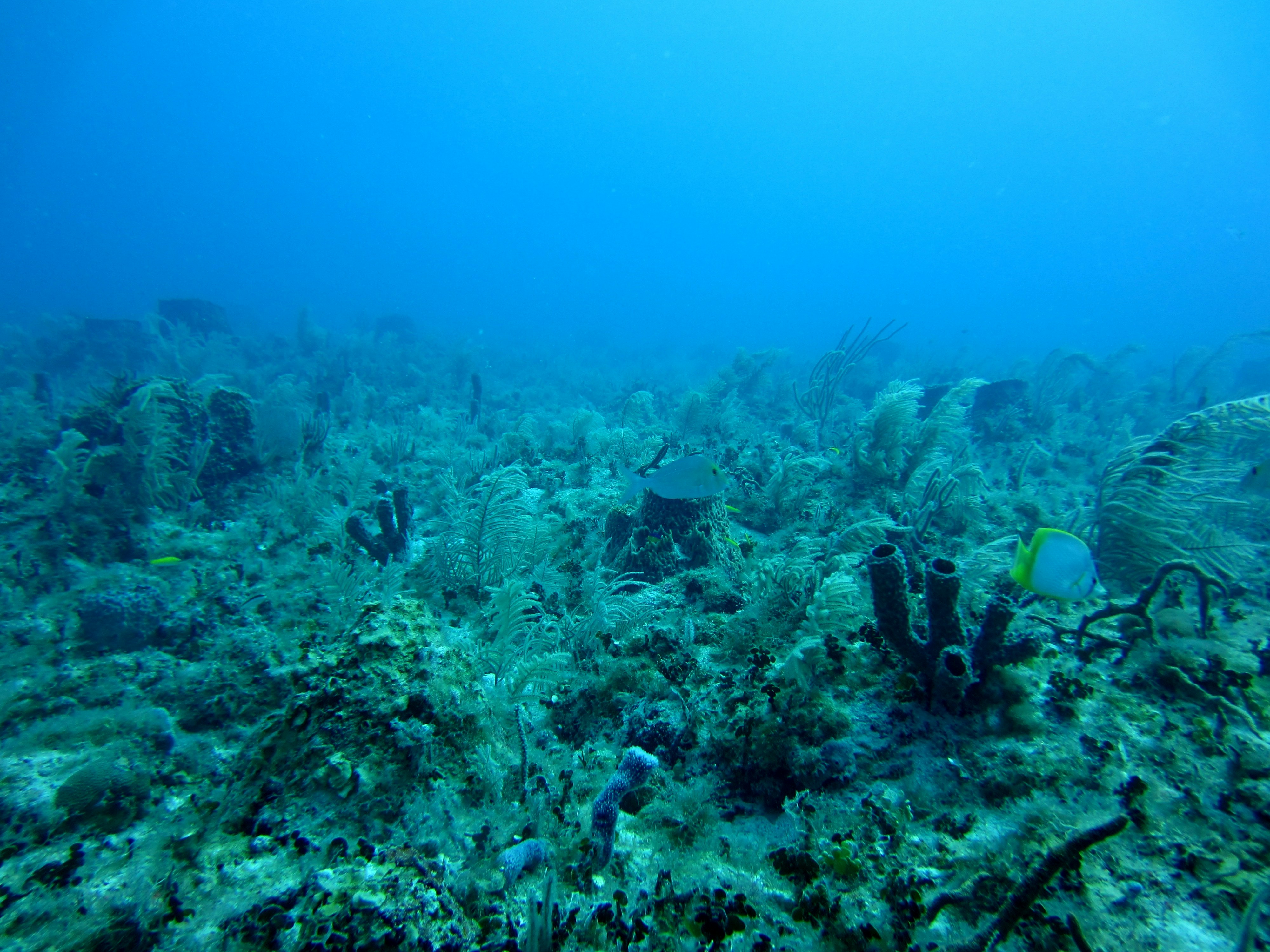 'Dark Oxygen': A Deep-Sea Discovery That Has Split Scientists