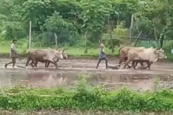 सरगुजा में बारिश नहीं होने  से धान के किसान परेशान सरगुजा में बारिश नहीं होने  से धान के किसान परेशान