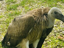 राजस्थान के इस जिले में 15 साल पूर्व विलुप्त प्रजाति गिद्ध आया नजर, घायल अवस्था में मिला सड़क किनारे