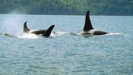 Killer Whales Sink $128,000 Yacht In Mediterranean Sea In Harrowing 2-Hour Attack