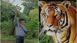 Rajasthan: लापता टाइगर को ढूंढने जंगल छान रहा वन विभाग, 3 दिन से जारी है बाघ एमटी-5 की तलाश
