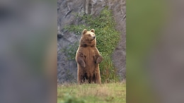 Romania Approves Culling Of Nearly 500 Bears After Deadly Hiker Attack