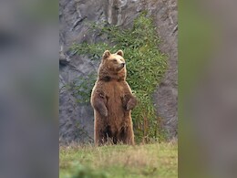 Romania Approves Culling Of Nearly 500 Bears After Deadly Hiker Attack