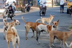 आवारा कुत्तों से बचने के लिए बड़ा फैसला, अब IAS पकड़ेंगे कुत्ते!
