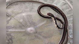 Snake: राजस्थान में घर की छत पर मिला उड़ने वाला सांप, जानें क्या है इसकी खासियत